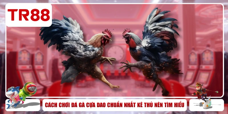 Tại sao nên chọn Đá Gà Cựa Dao tại nhà cái TR88